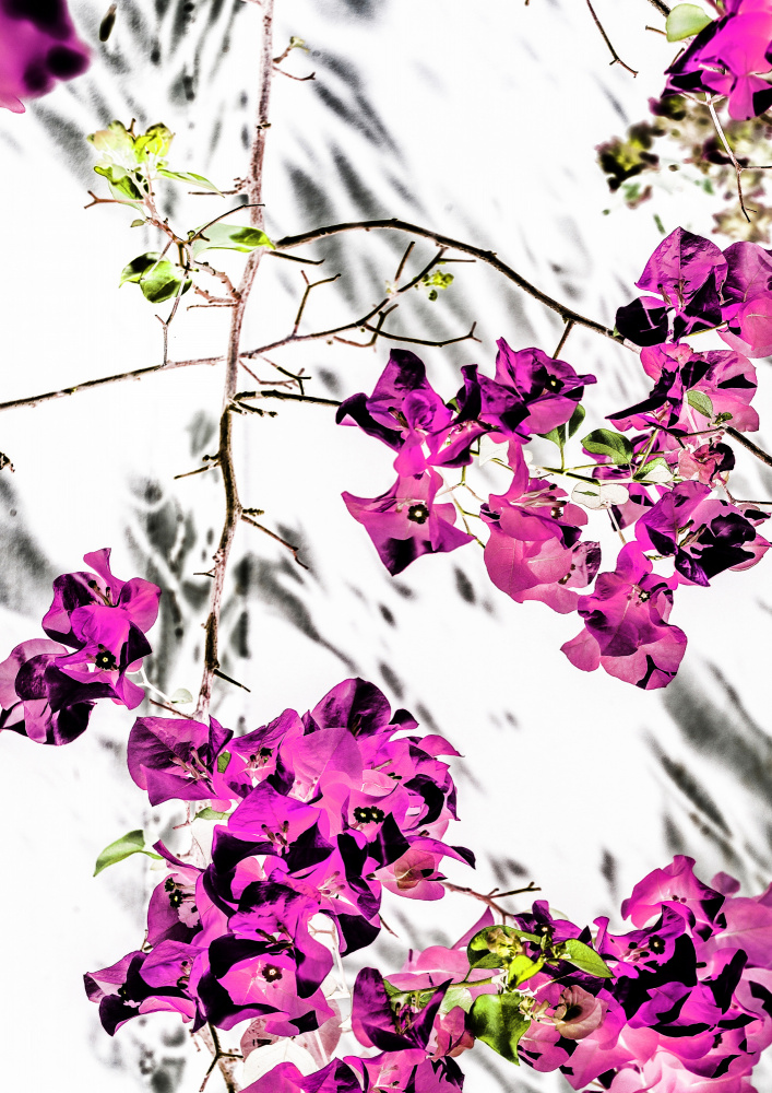 Msinsi von Shot by Clint