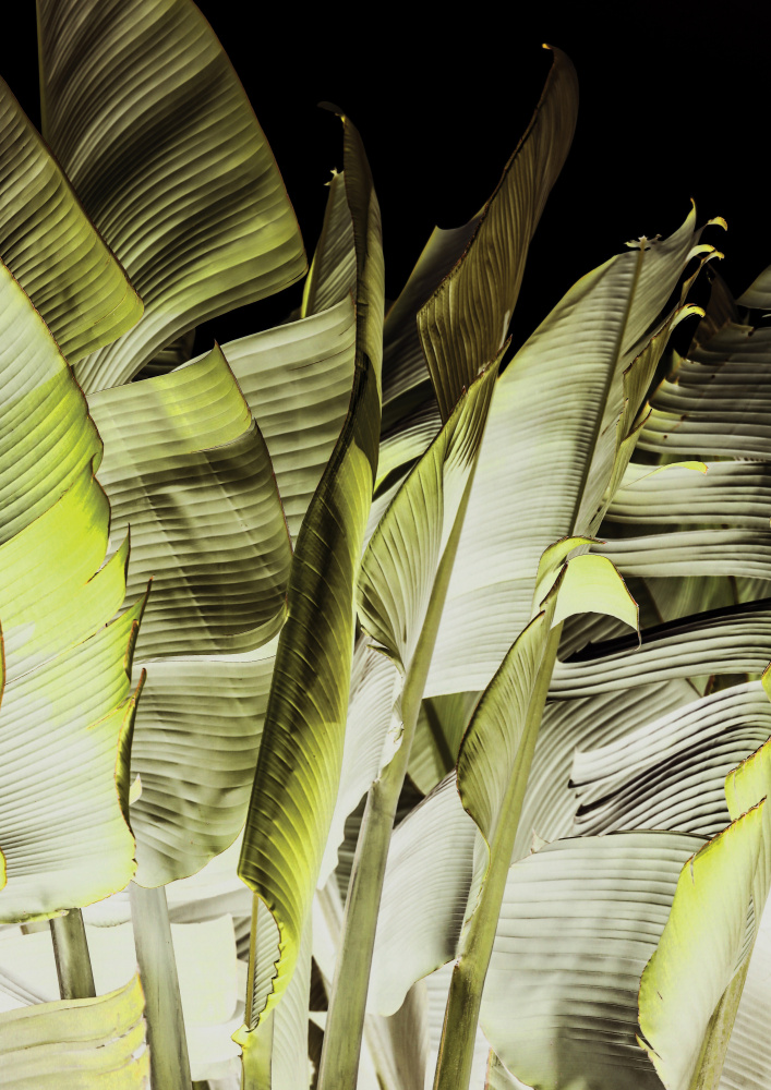 Travellers Palm von Shot by Clint