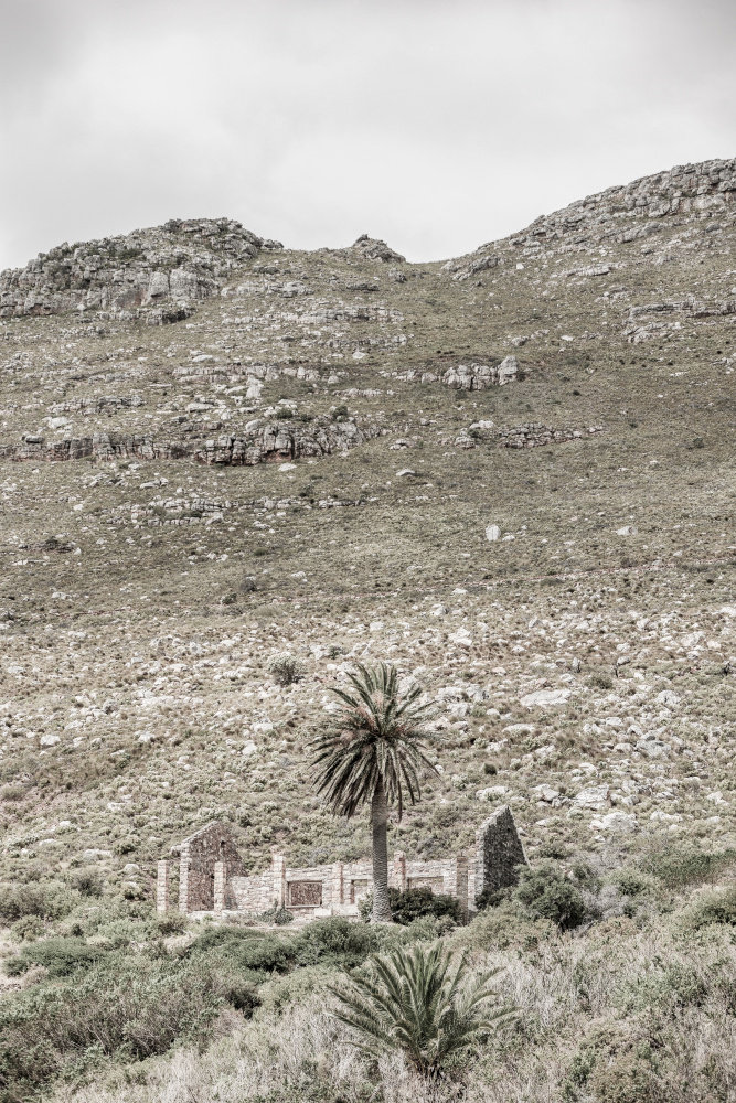 Palm House von Shot by Clint