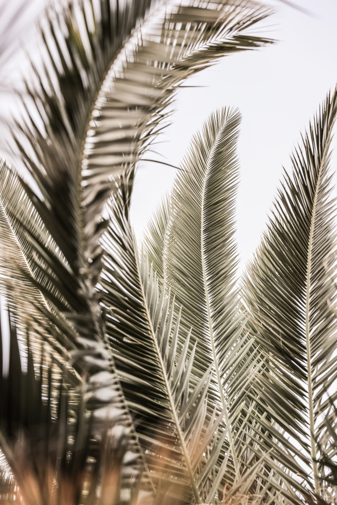 Palm Love von Shot by Clint