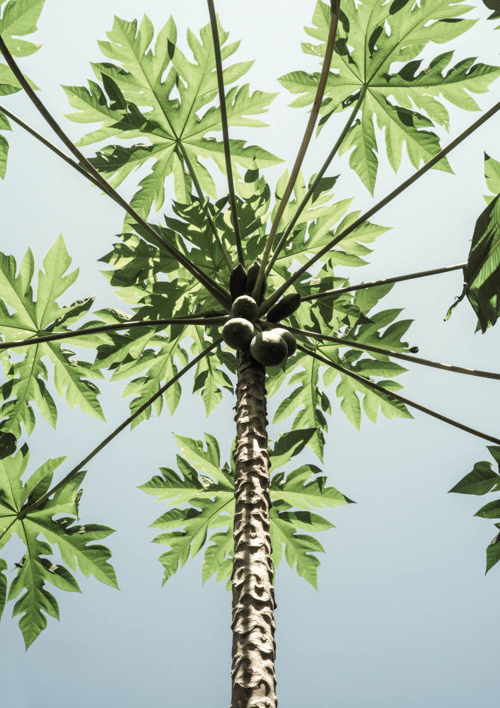 Paw Paw von Shot by Clint