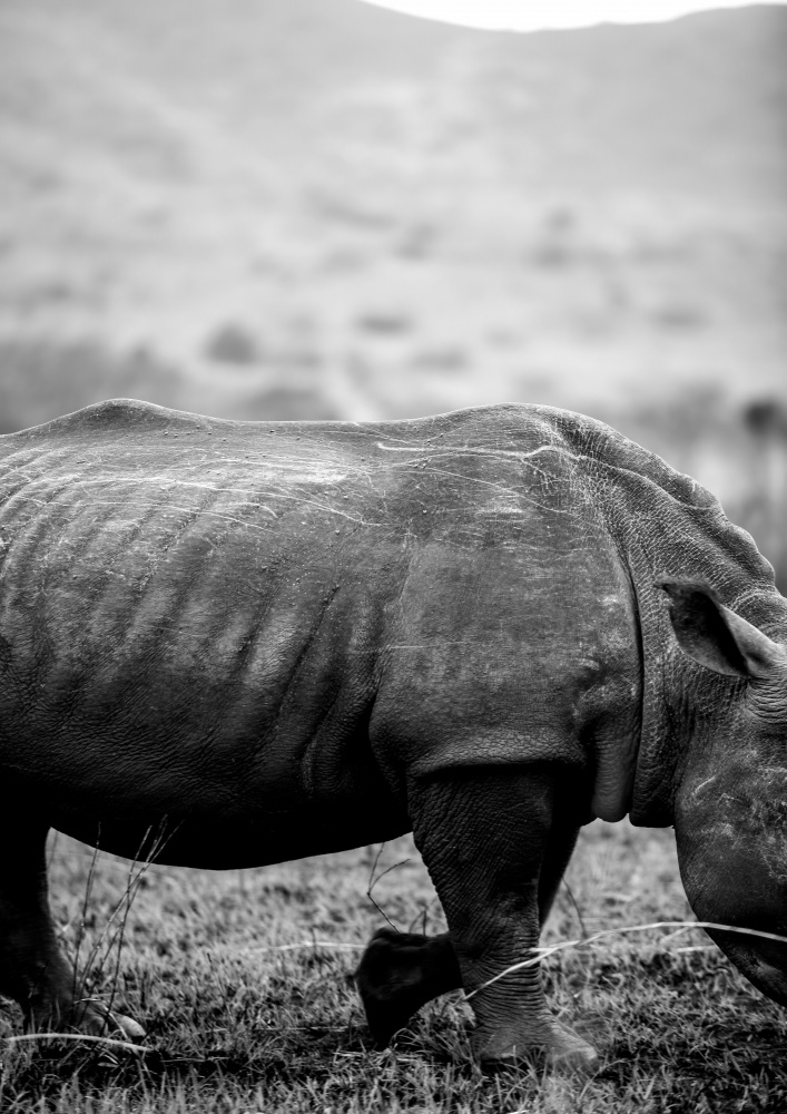 Black Rhino von Shot by Clint