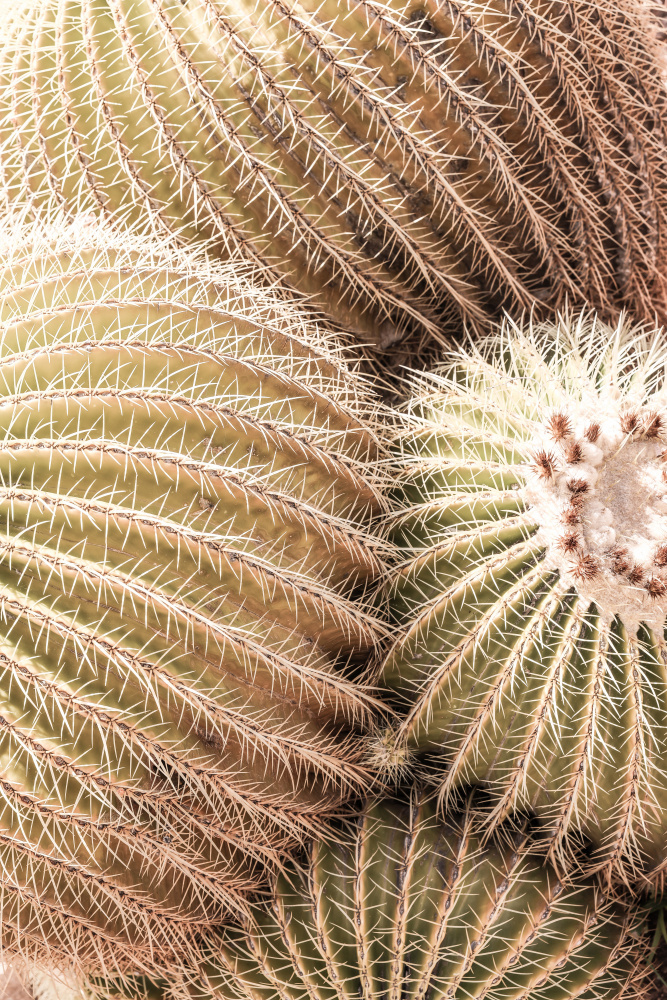 Mother In Laws Seat von Shot by Clint