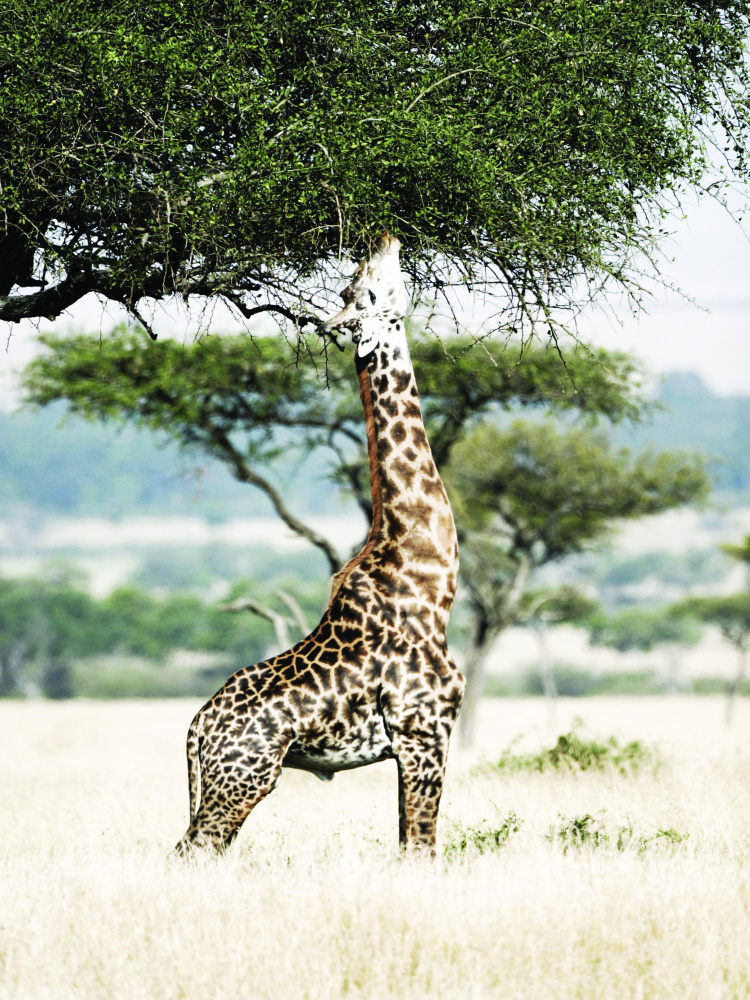 Stretch von Shot by Clint