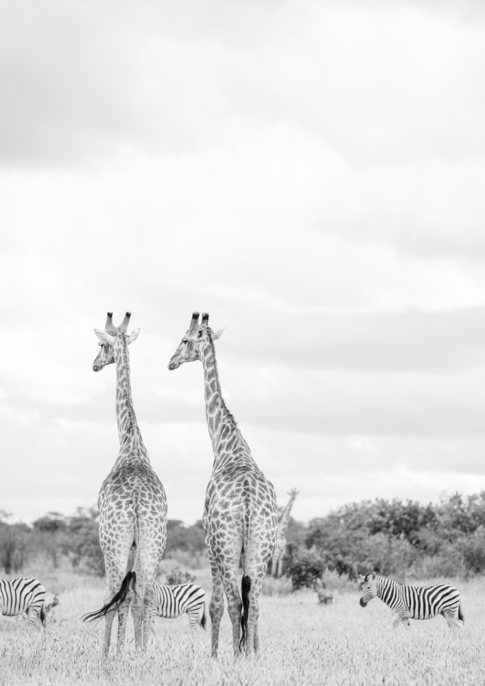 Super Safari No2 von Shot by Clint