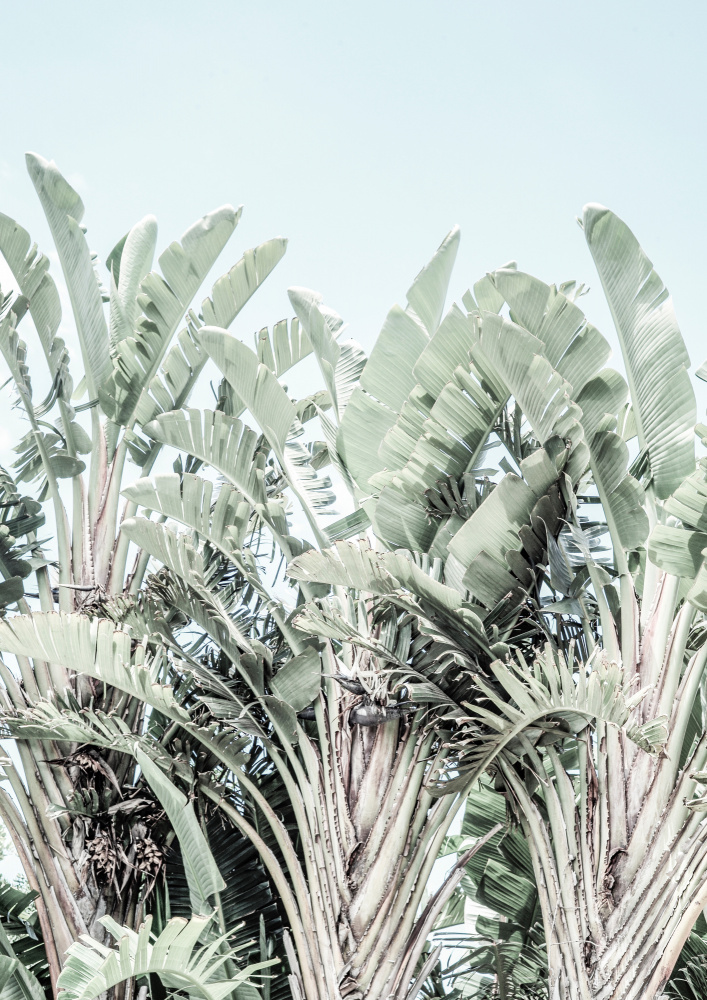 Tropicana von Shot by Clint