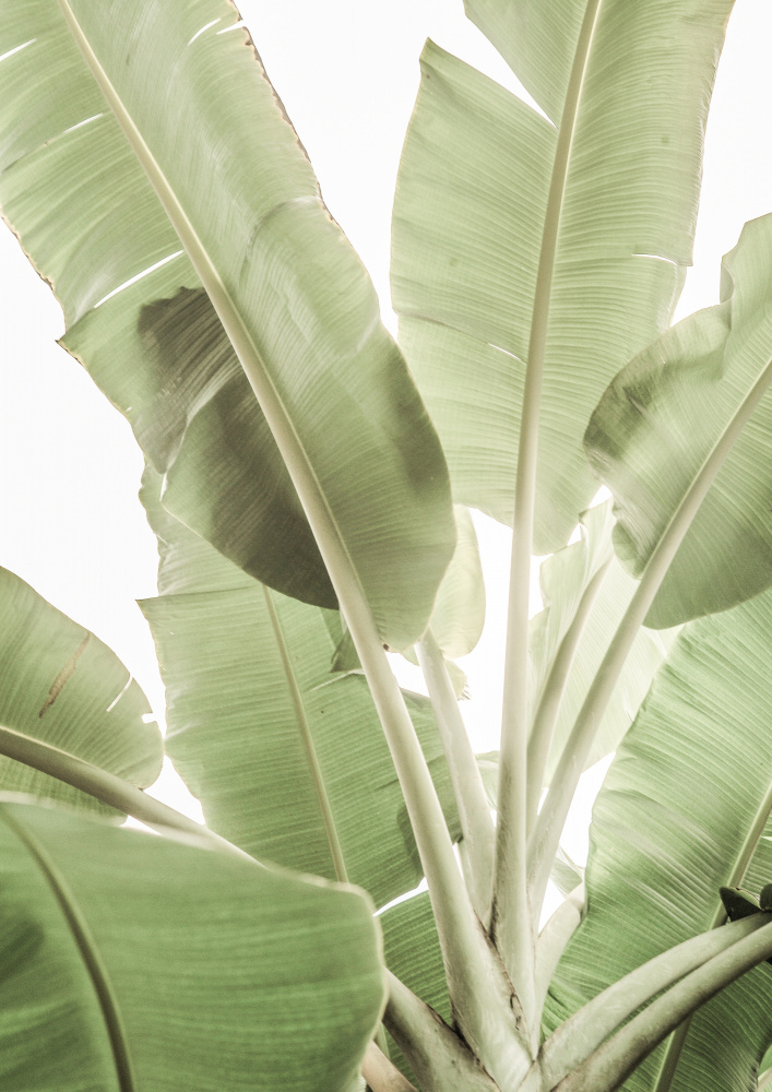 Full Bloom von Shot by Clint