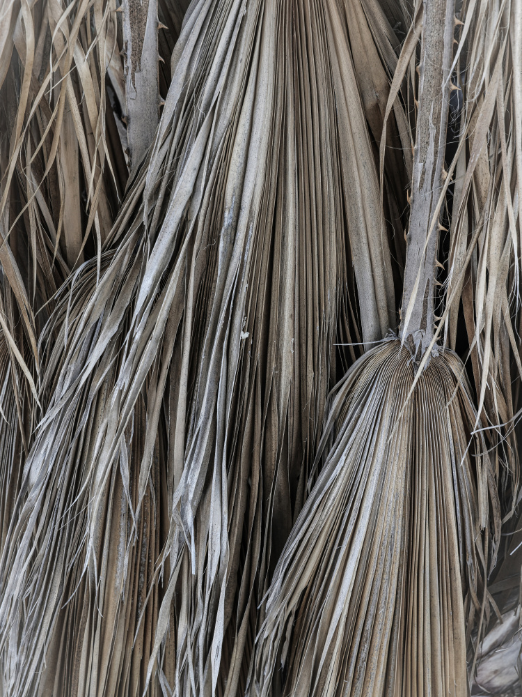 Desert Plam von Shot by Clint