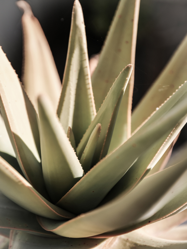 Desert Rose von Shot by Clint