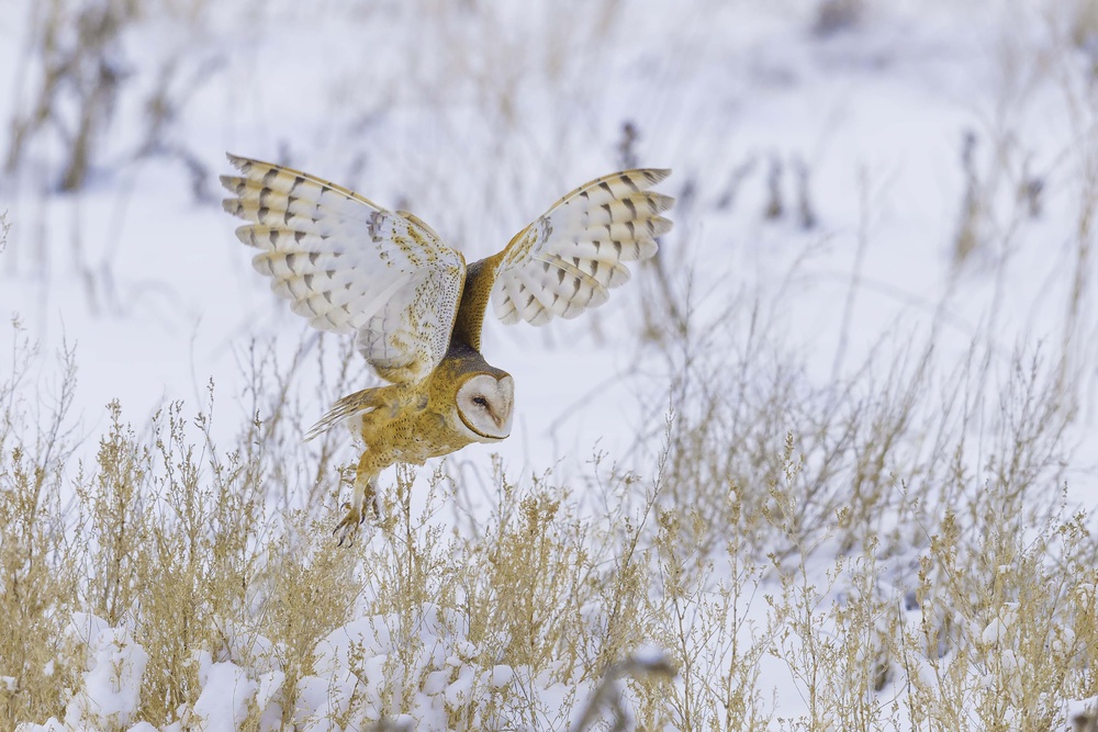 Two folds von Siana Smith
