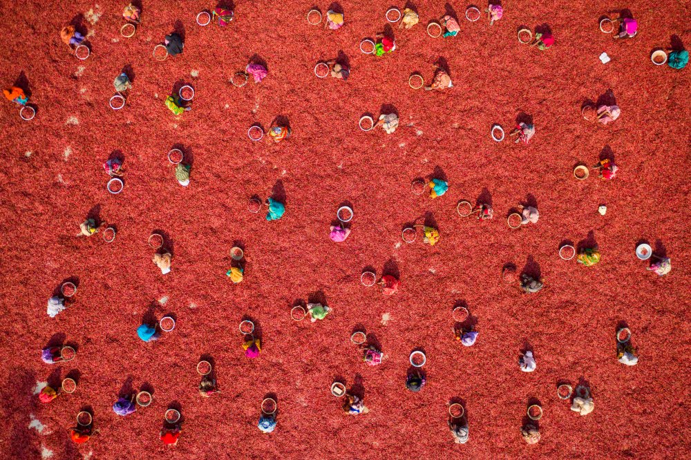 Flowers von Sikder Mesbahuddin Ahmed