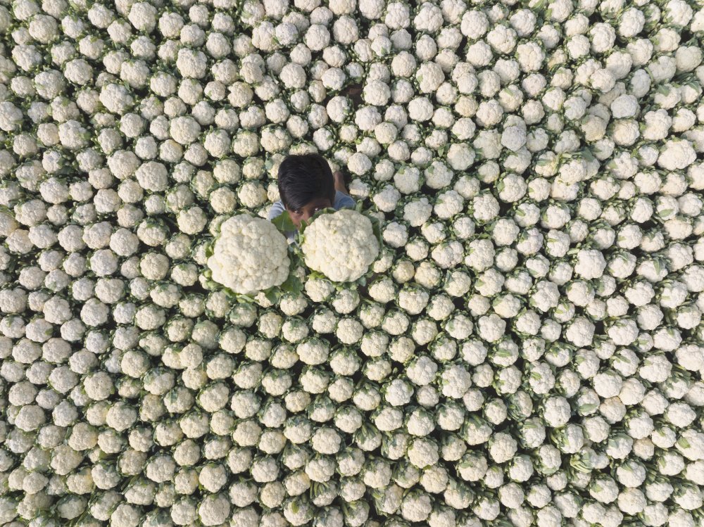 Hiding Behind The Flowers von Sikder Mesbahuddin Ahmed