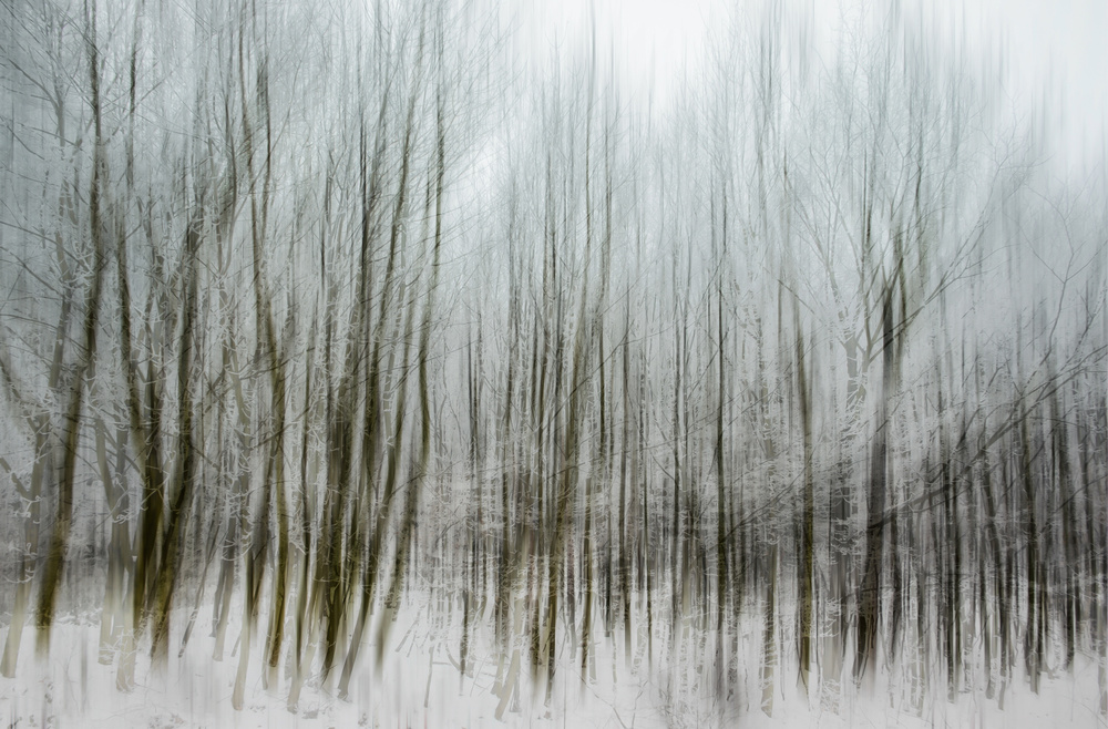 dancing trees von silvia guillet