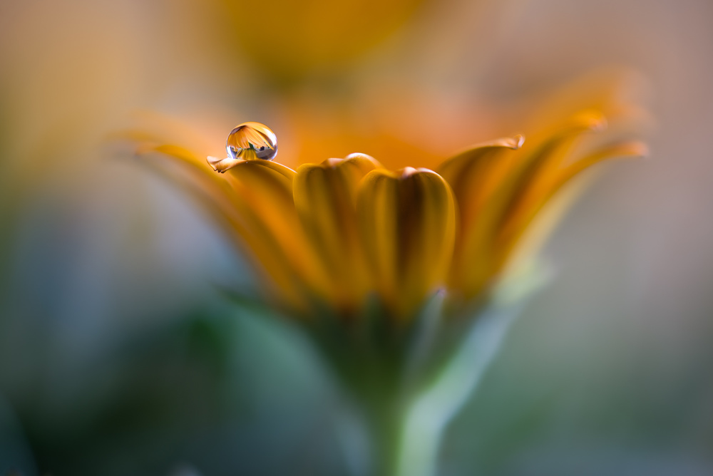 Only you von Silvia Spedicato