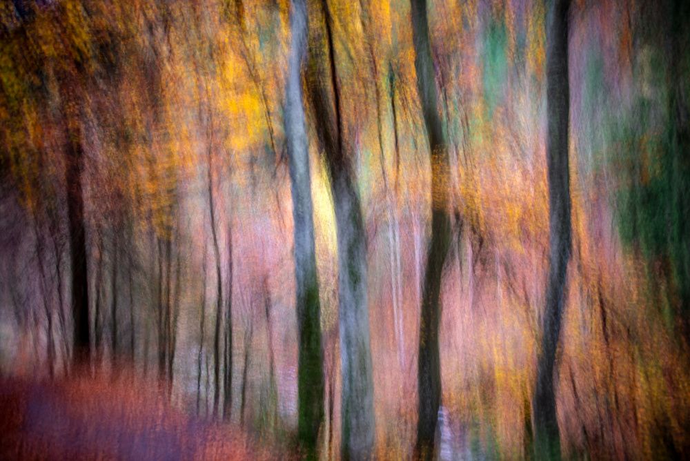 Forest in Autumn von Silvija Danelsone