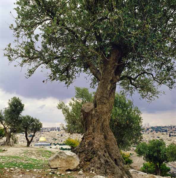View of the city of Jerusalem from the Mount of Olives von 