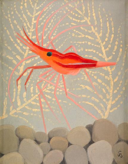 Crevette Rouge de Madere