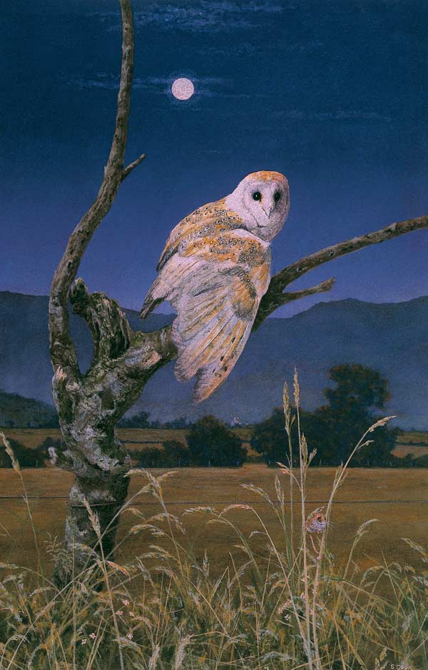 Barn Owl (oil on canvas)  von Simon  Cook