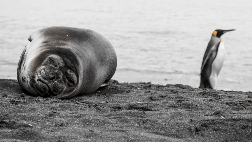 inhabitants von Simon Delvoye