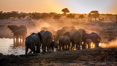 Elephant huddle