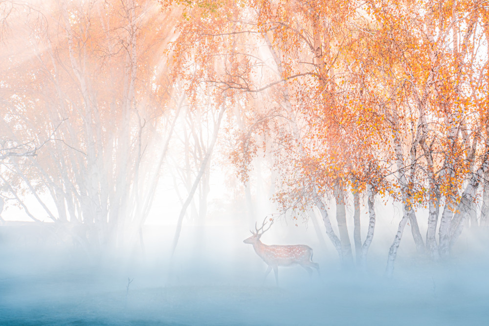 Deep in fog von Simoon