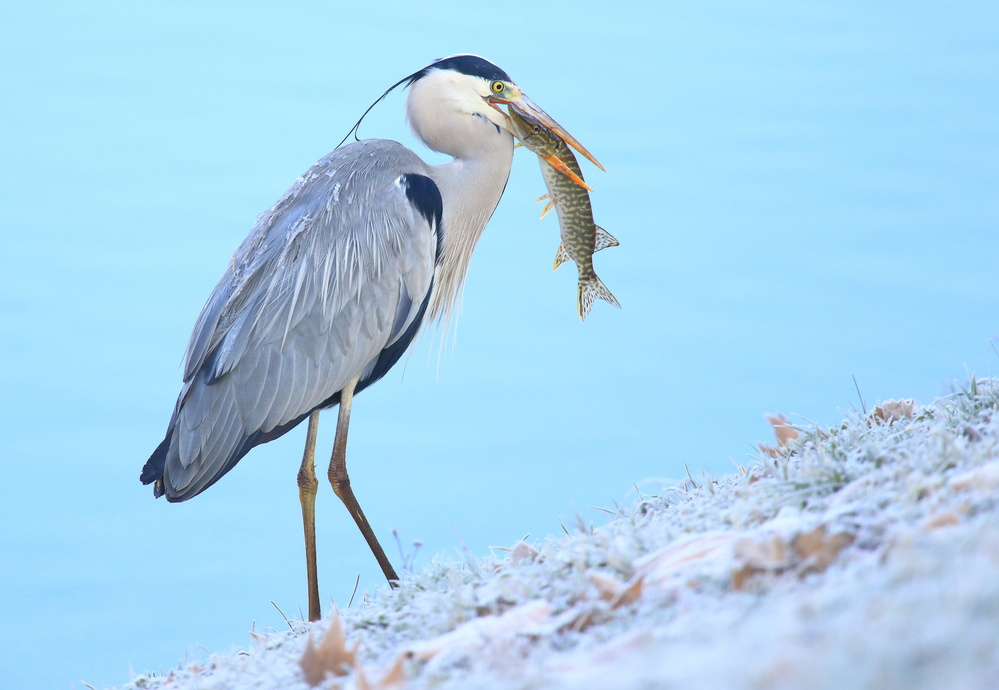 Breakfast von Simun Ascic