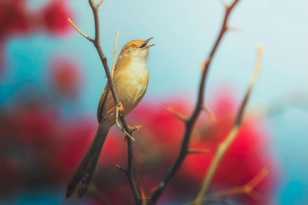 Graceful Pirinia von Sina Pezeshki