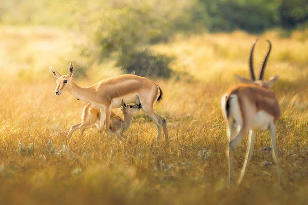 The Family von Sina Pezeshki