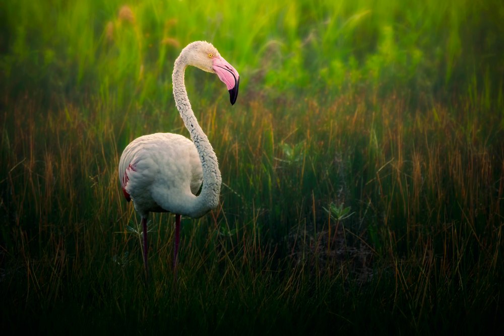Flamingo von Sina Pezeshki