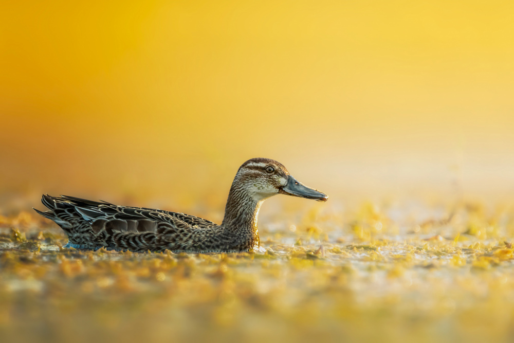 Garganey von Sina Pezeshki
