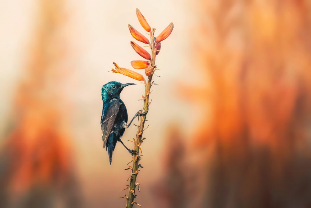 Purple Sunbird von Sina Pezeshki