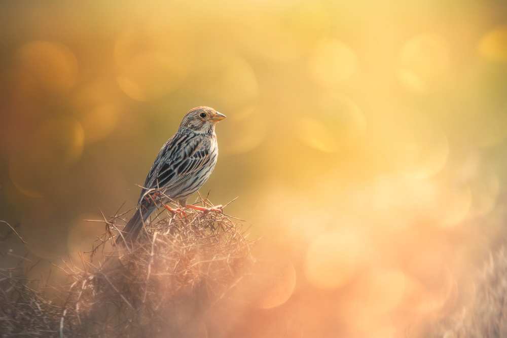 Lost in Bokeh von Sina Pezeshki
