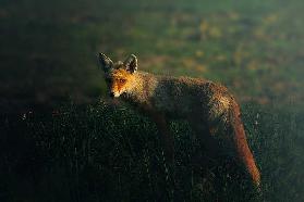 Mr. Fox