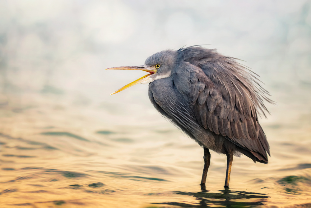 Reef Heron von Sina Pezeshki