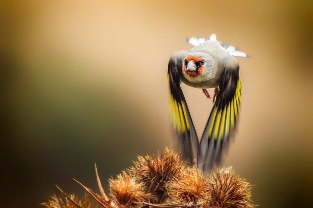 Goldfinch von Sina Pezeshki