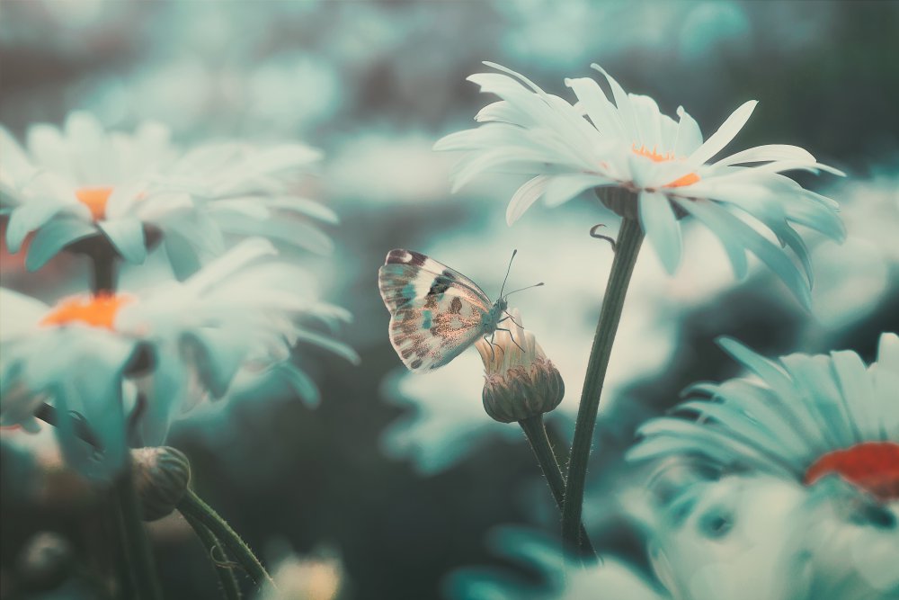 White Dream von Sina Pezeshki