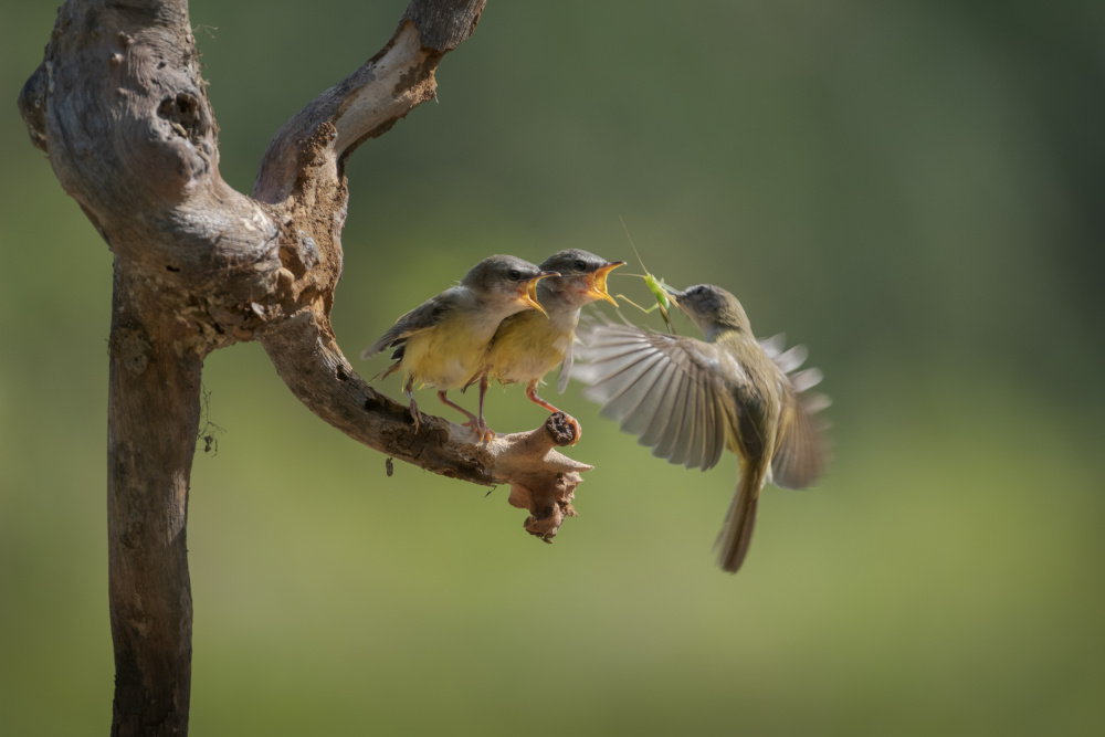 Breakfast is ready....r von Sita Gramich