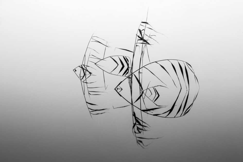 Angelfishes von Siv Wester