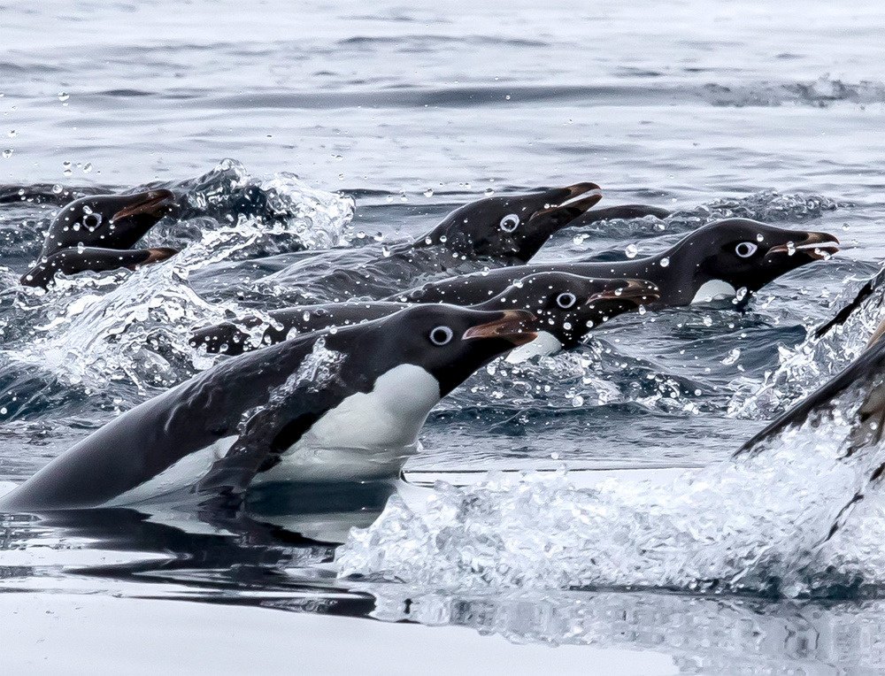 Adelie in Water Sport von Siyu and Wei Photography