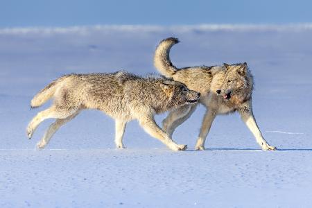 Alpha pair of a cloud wolf pack