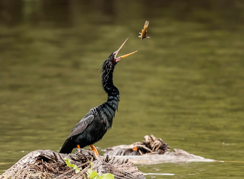 Fishing 2 von Siyu and Wei Photography