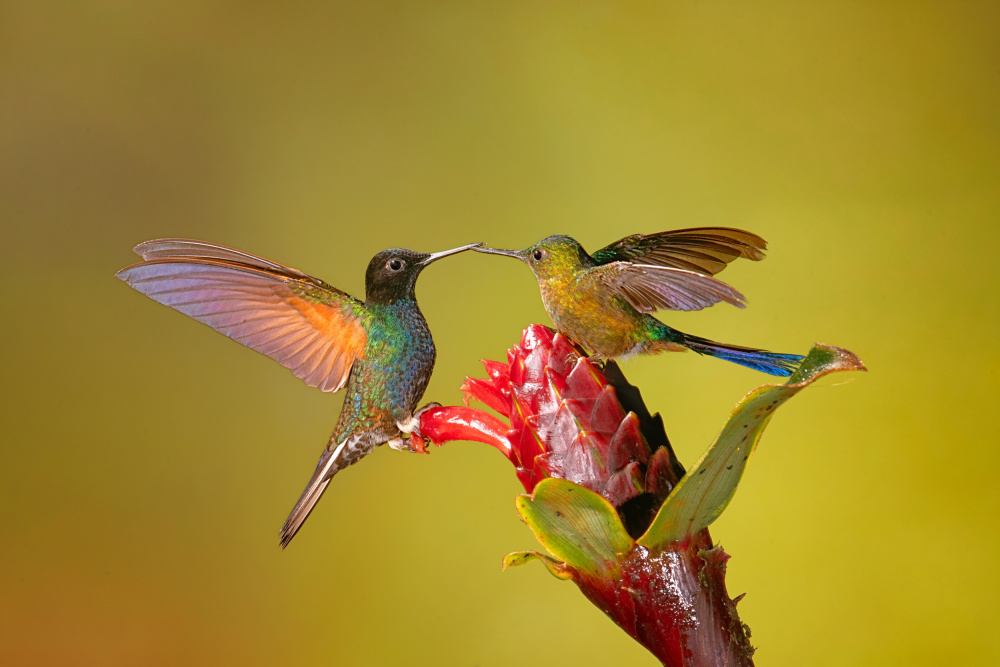 B2B (beak to beak) von Siyu and Wei Photography