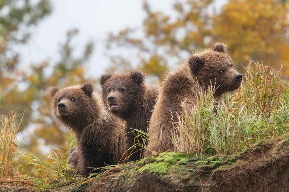 bear cubs von Siyu and Wei Photography
