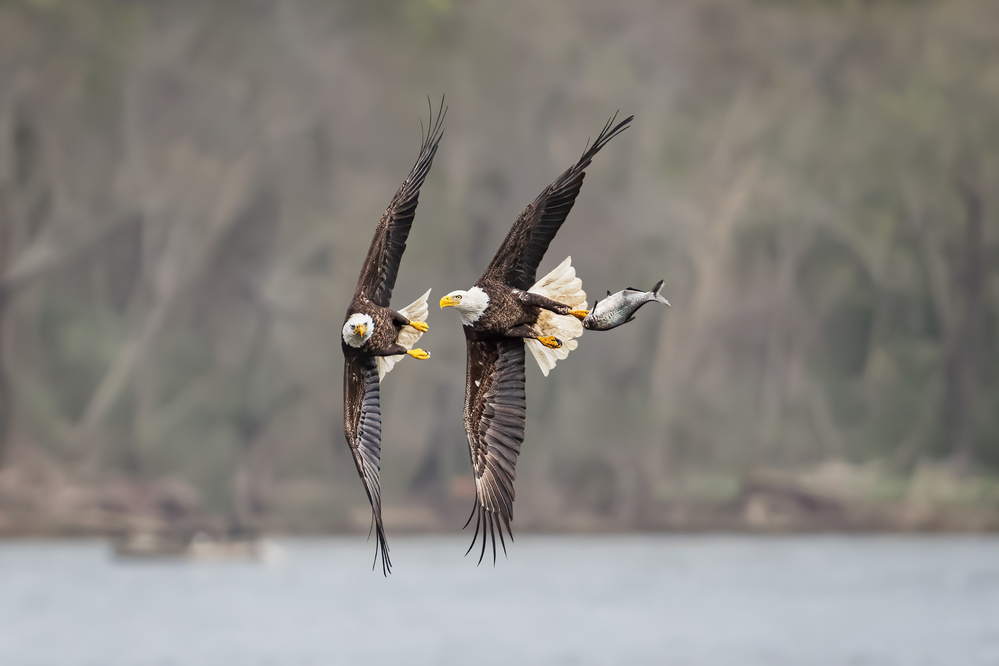 Companioning von Siyu and Wei Photography