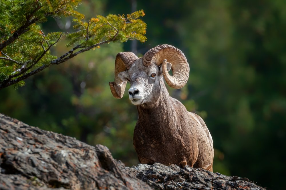 bighorn sheep in Rocky Mountains von Siyu and Wei Photography