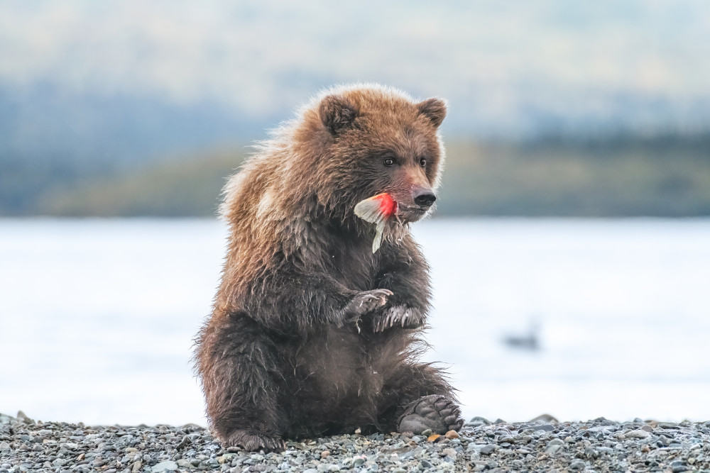 A bear cub and its yummy sockeye salmon tail von Siyu and Wei Photography