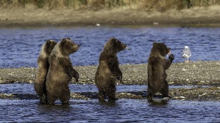 &quot;A boar is coming...&quot;