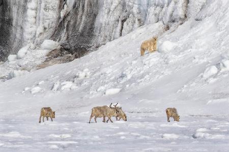 A Polar Bear Looking Down at Four Reindeer