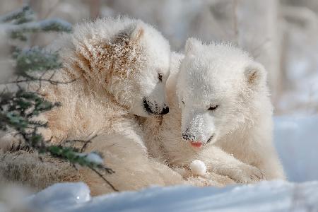Polar Bear Siblings