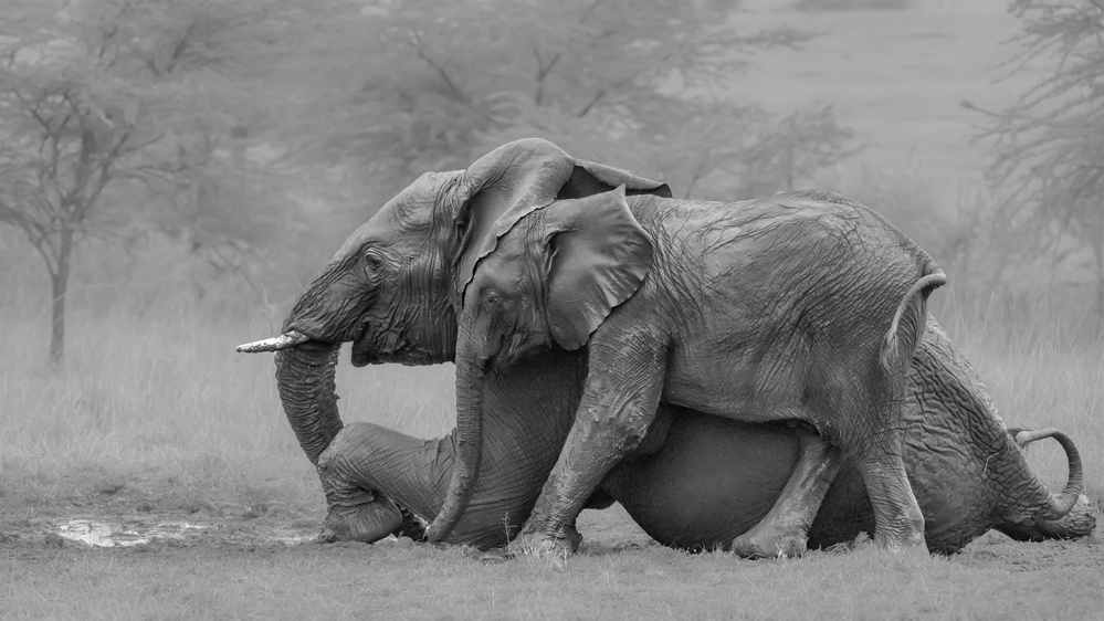 Mother Elephant and Her Calf von Siyu and Wei Photography